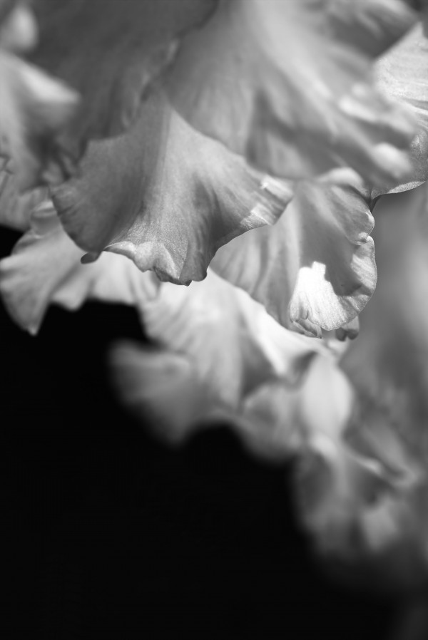 Gladiolus Petals Dance by Joy Watson